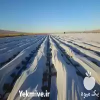 قیمت خرید کاورهای پیشرفته ضد سرما در سرخه در گروه خرید و فروش انواع پوشش ها در یکمیوه