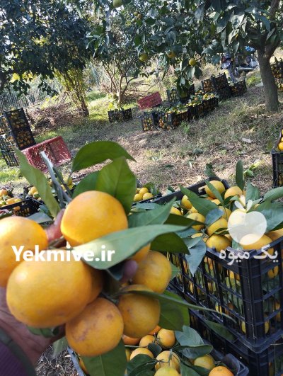 نارنگی محلی صادراتی در تهران در گروه خرید و فروش نارنگی در یکمیوه -عکس2
