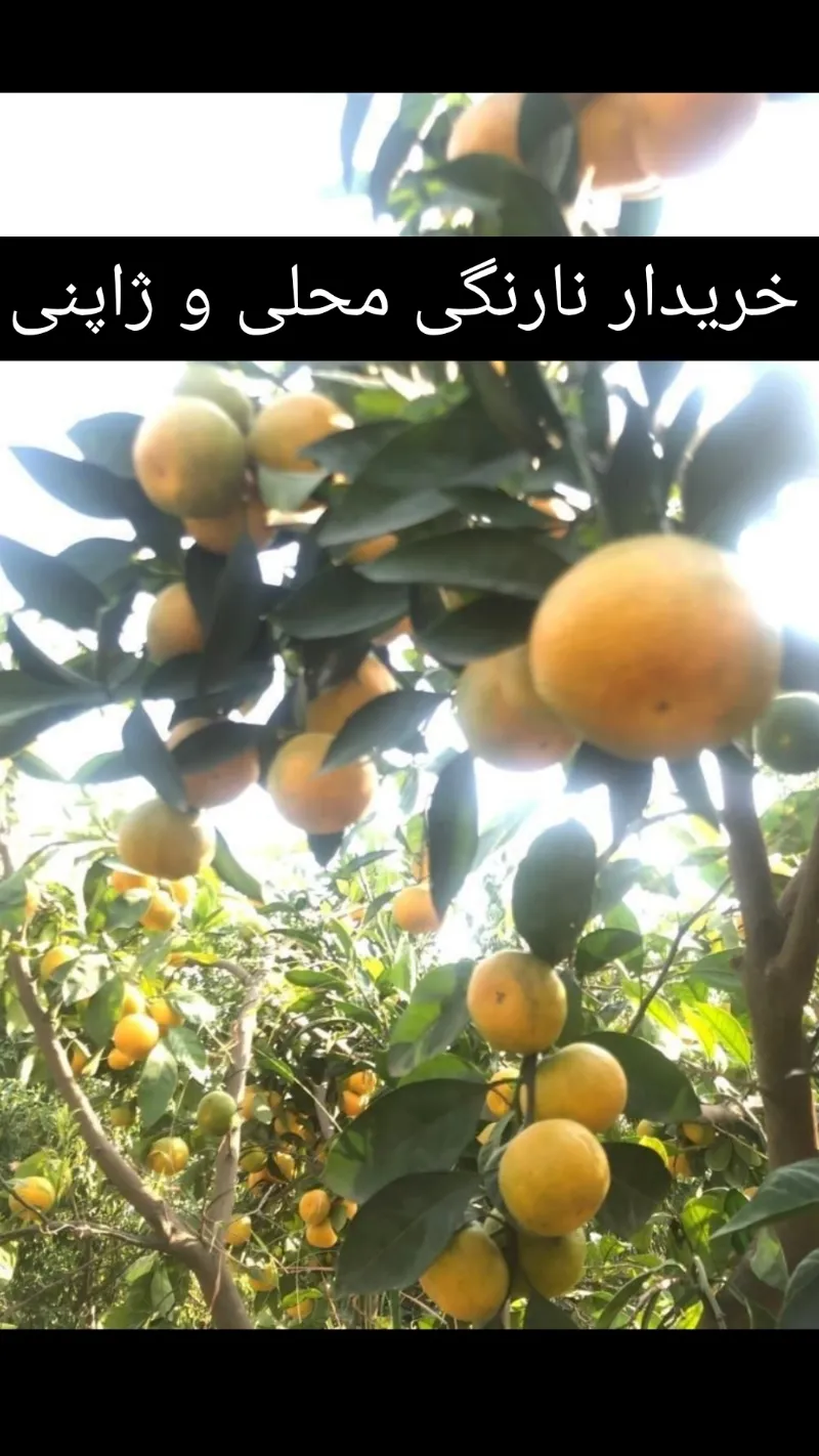 نارنگی محلی صادراتی در تهران در گروه خرید و فروش نارنگی در یکمیوه -عکس4