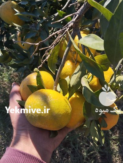 فروش نارنگی سوپر در تهران در گروه خرید و فروش نارنگی در یکمیوه -عکس4