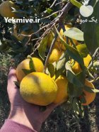نارنگی محلی صادراتی در تهران در گروه خرید و فروش نارنگی در یکمیوه