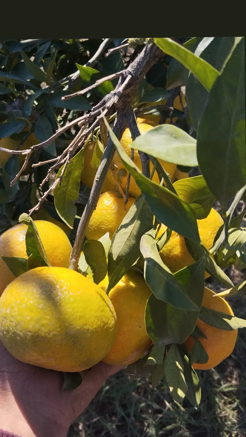 فروش نارنگی سوپر در تهران در گروه خرید و فروش نارنگی در یکمیوه