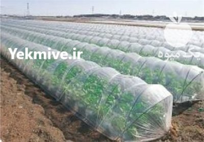 تجهیزات نایلون گلخانه در اهواز در خوزستان در گروه خرید و فروش بسته بندی نایلونی در یکمیوه -عکس1