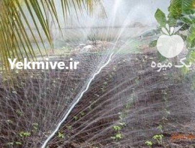 لوله های بارانی پی فلکس در بندرگز در گروه خرید و فروش لوله کشاورزی در یکمیوه -عکس1