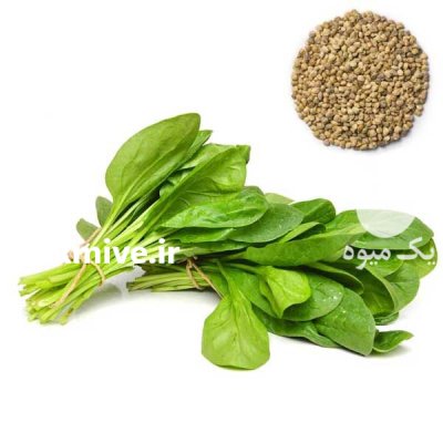 بذر اسفناج اوربیتال در اسپکه در گروه خرید و فروش انواع بذر در یکمیوه -عکس1