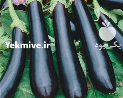 بذر بادمجان مشکی بلند در ایلام در گروه خرید و فروش بذر بادمجان در یکمیوه -عکس1