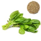 بذر اسفناج اوربیتال در اسپکه در گروه خرید و فروش انواع بذر در یکمیوه