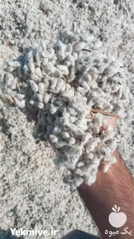 قیمت خرید پنبه دانه نیشابور در اصفهان در گروه خرید و فروش گیاهان صنعتی در یکمیوه -عکس1