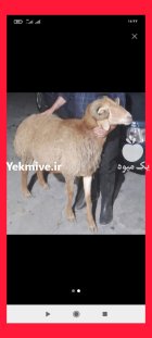 گوسفند زنده تلفنی در تهران ارسال در گروه گاو و گوسفند و میش و بز کهره گوساله در یکمیوه