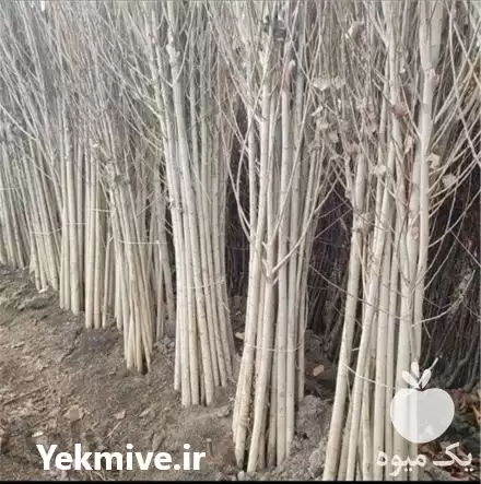 فروش نهال صنوبر نیگرا در میاندوآب در گروه خرید و فروش نهال صنوبر در یکمیوه -عکس1