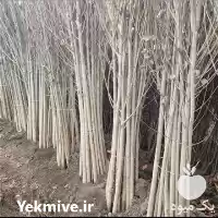 فروش نهال صنوبر نیگرا در میاندوآب در گروه خرید و فروش نهال صنوبر در یکمیوه