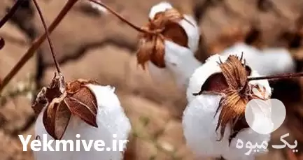 قیمت خرید پنبه دانه درجه یک در داراب در گروه خرید و فروش گیاهان صنعتی در یکمیوه -عکس1