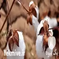 قیمت خرید پنبه دانه درجه یک در داراب در گروه خرید و فروش گیاهان صنعتی در یکمیوه