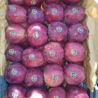 سیب سوپر سمیرم در تهران در گروه خرید و فروش سیب در یکمیوه