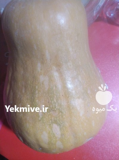 فروش کدو حلوایی اندازه کوچک و متوسط در تهران در گروه خرید و فروش کدو در یکمیوه -عکس2