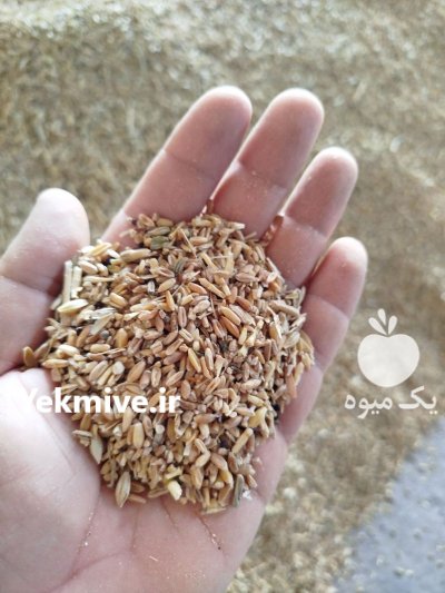 گندم شکسته در گنبد کاووس در گروه خرید و فروش گندم و جو در یکمیوه -عکس2
