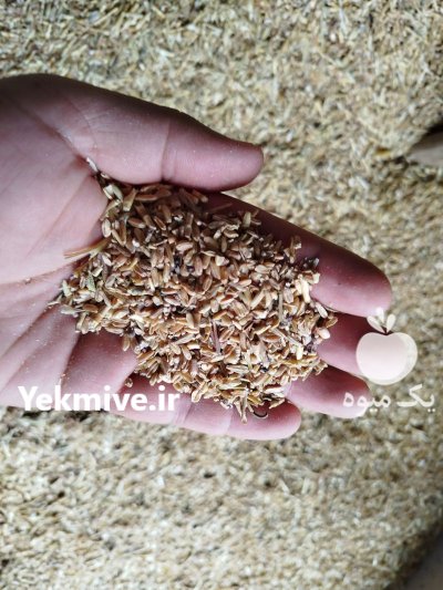 گندم شکسته در گنبد کاووس در گروه خرید و فروش گندم و جو در یکمیوه -عکس3