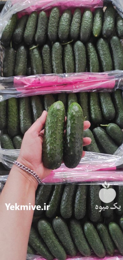 فروش خیار خاردار گلخانه ای در یزد در گروه خرید و فروش خیار در یکمیوه -عکس1