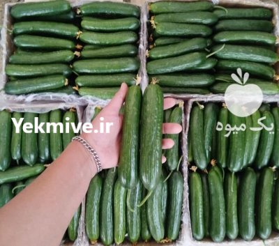 صادرات خیار گلخانه ای یزد در گروه خرید و فروش خیار در یکمیوه -عکس1