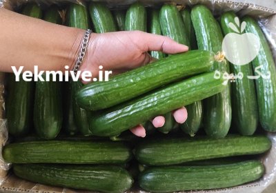 قیمت خیار گلخانه ای یزد در گروه خرید و فروش خیار در یکمیوه -عکس1