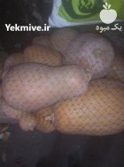 فروش کدو حلوایی اندازه کوچک و متوسط در تهران در گروه خرید و فروش کدو در یکمیوه