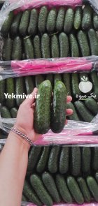 فروش خیار خاردار گلخانه ای در یزد در گروه خرید و فروش خیار در یکمیوه