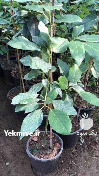 نهال آووکادو نهال بلوبری در قائم شهر در گروه خرید و فروش نهال بلوبری در یکمیوه -عکس2