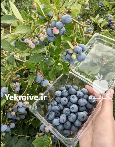 نهال آووکادو نهال بلوبری در قائم شهر در گروه خرید و فروش نهال بلوبری در یکمیوه -عکس1