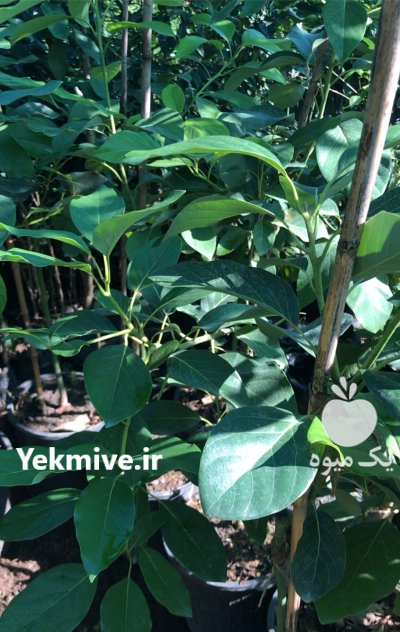 نهال آووکادو نهال بلوبری در قائم شهر در گروه خرید و فروش نهال بلوبری در یکمیوه -عکس3