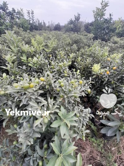 نهال آووکادو نهال بلوبری در قائم شهر در گروه خرید و فروش نهال بلوبری در یکمیوه -عکس4