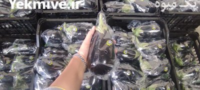 فروش بادمجان لامپی گلخانه ای یزد در گروه خرید و فروش بادمجان در یکمیوه -عکس1