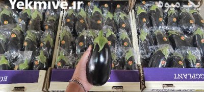صادرات بادمجان لامپی گلخانه ای یزد در گروه خرید و فروش بادمجان در یکمیوه -عکس1