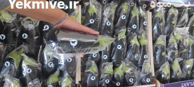 بسته بندی بادمجان لامپی گلخانه ای در یزد در گروه خرید و فروش بادمجان در یکمیوه -عکس1