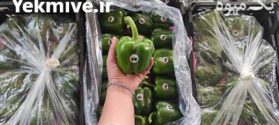 فروش فلفل دلمه سبز گلخانه ای در یزد در گروه خرید و فروش فلفل در یکمیوه -عکس1