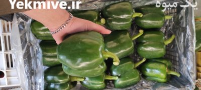 صادرات فلفل دلمه سبز گلخانه ای در یزد در گروه خرید و فروش فلفل در یکمیوه -عکس1