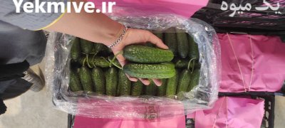 فروش خیار خاردار یزد در گروه خرید و فروش خیار در یکمیوه -عکس1