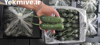 صادرات خیار خاردار گلخانه ای یزد در گروه خرید و فروش خیار در یکمیوه -عکس1