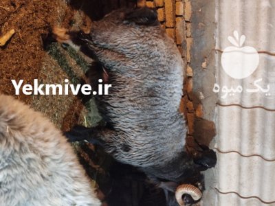 قوچ کله زنگی در باغ بهادران در گروه گاو و گوسفند و میش و بز کهره گوساله در یکمیوه -عکس1