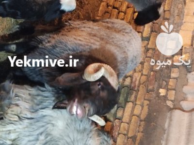 قوچ کله زنگی در باغ بهادران در گروه گاو و گوسفند و میش و بز کهره گوساله در یکمیوه -عکس2