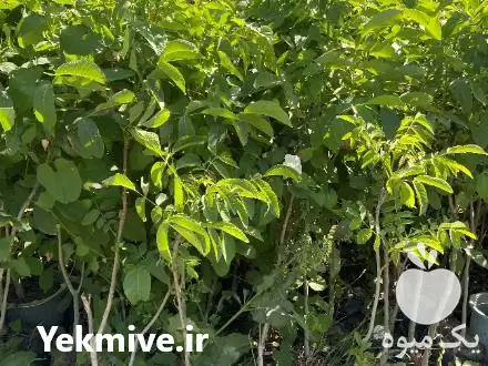 قیمت خرید نهال گردو پیوندی چندلر در کرج در گروه خرید و فروش نهال گردو در یکمیوه -عکس1