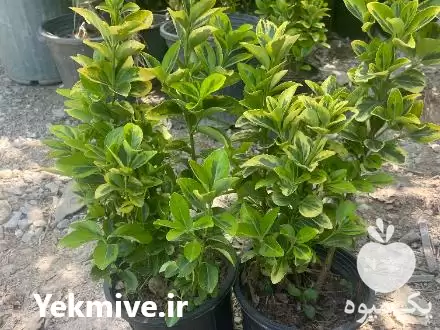 فروش نهال شمشاد طلایی در کرج در گروه خرید و فروش گیاهان زینتی در یکمیوه -عکس1