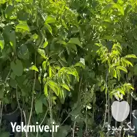 قیمت خرید نهال گردو پیوندی چندلر در کرج در گروه خرید و فروش نهال گردو در یکمیوه
