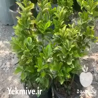 فروش نهال شمشاد طلایی در کرج در گروه خرید و فروش گیاهان زینتی در یکمیوه
