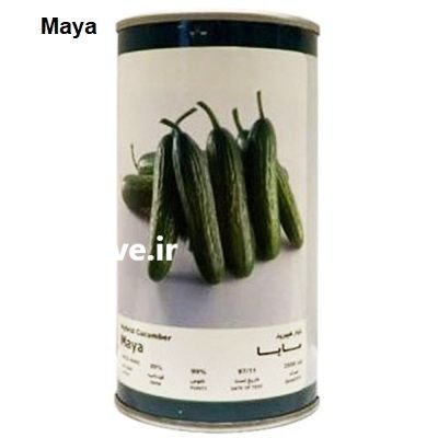 فروش بذر خیار هیبرید مایا فلات در مشهد در گروه خرید و فروش بذر خیار در یکمیوه -عکس1