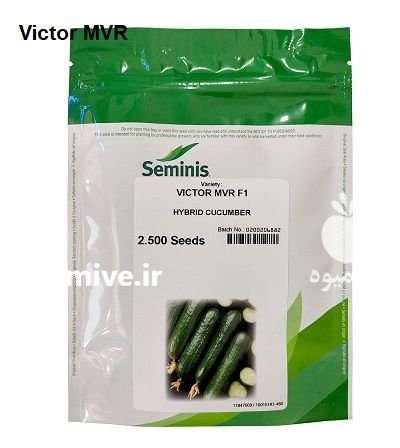 بذر خیار ویکتور Victor MVR در مشهد در گروه خرید و فروش بذر خیار در یکمیوه -عکس1