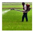 سم علف کش تیتوس ریم سولفورن در آبسرد در گروه خرید و فروش انواع سم در یکمیوه