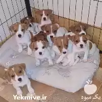 قیمت خرید توله سگ جک راسل در تهران در گروه سگ و گربه در یکمیوه