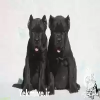 فروش توله کن کورسو در تهران در گروه سگ و گربه در یکمیوه