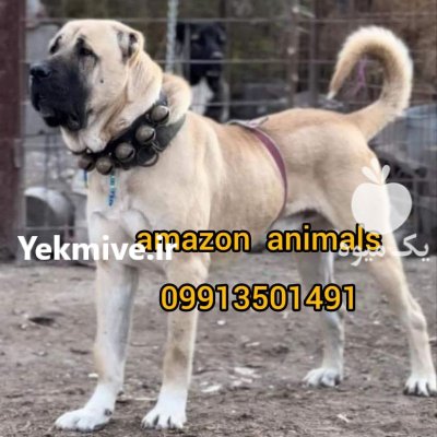 فروش سگ سرابی در مجموعه آمازون در تهران در گروه سگ و گربه در یکمیوه -عکس1