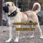 فروش سگ سرابی در مجموعه آمازون در تهران در گروه سگ و گربه در یکمیوه